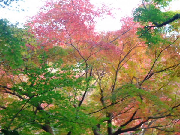 紅葉