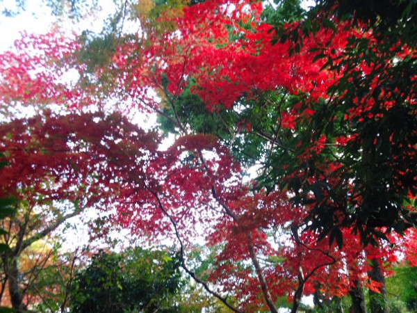 紅葉