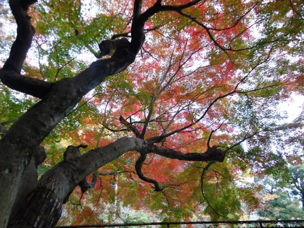 紅葉