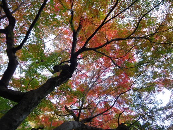 紅葉