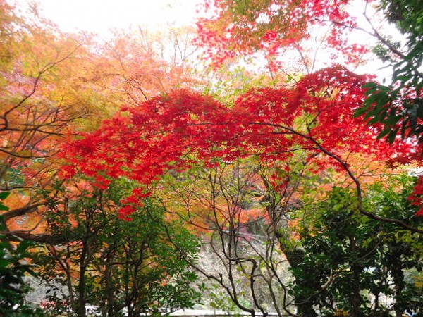 紅葉