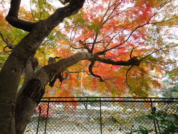 紅葉