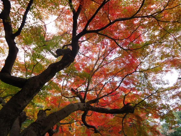 紅葉