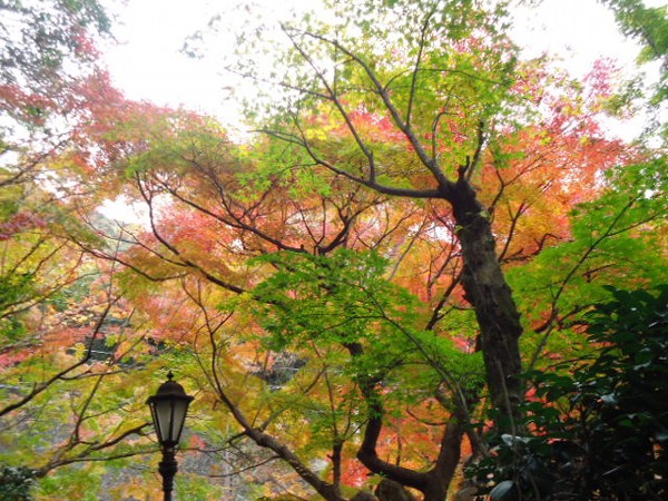 紅葉
