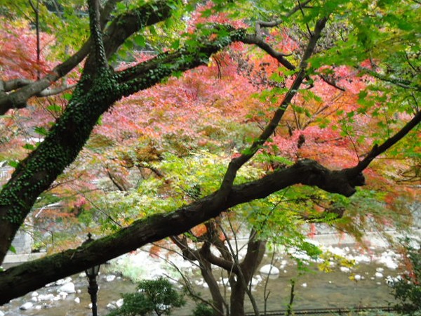 紅葉