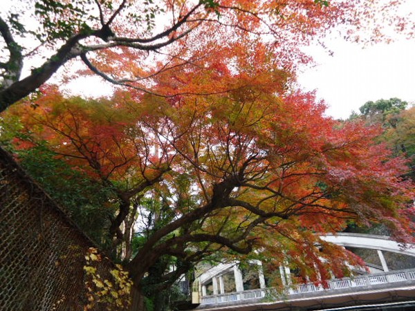 紅葉