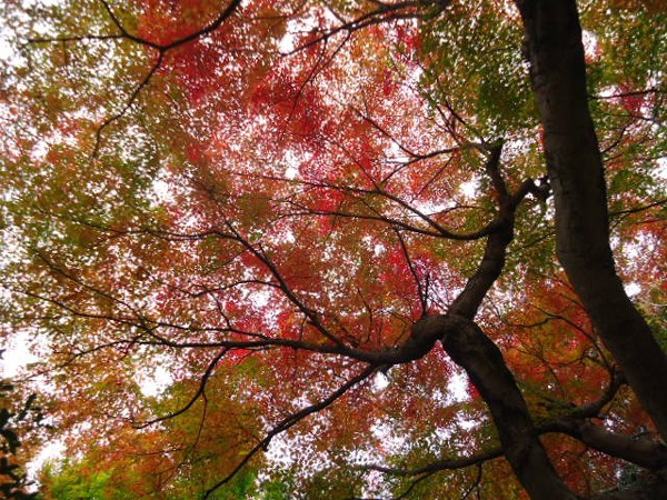 紅葉