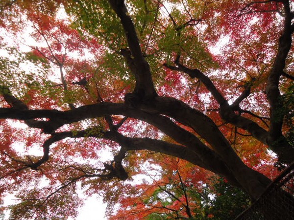 紅葉