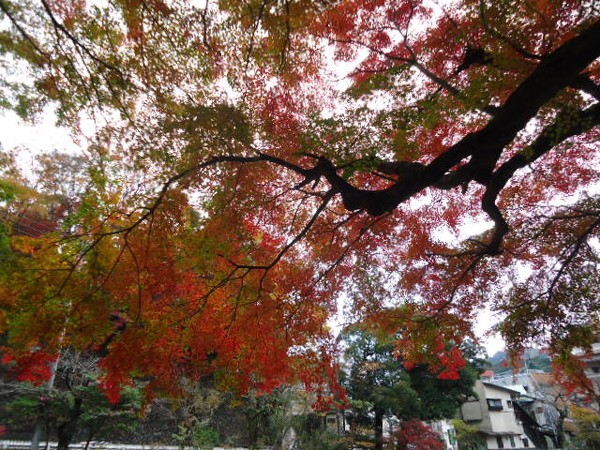 紅葉
