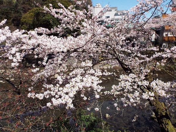 当館前　桜