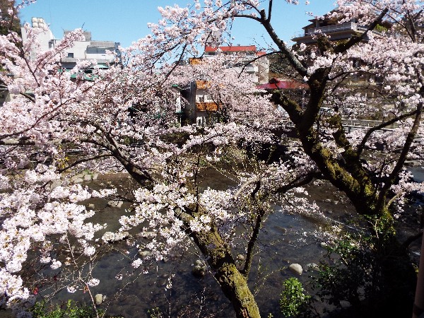 当館前　桜