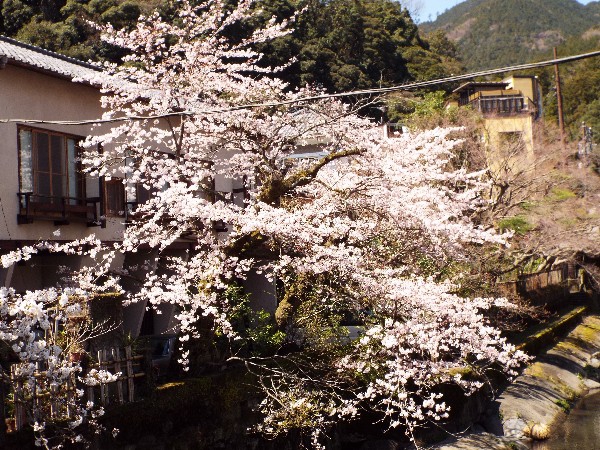当館前　桜