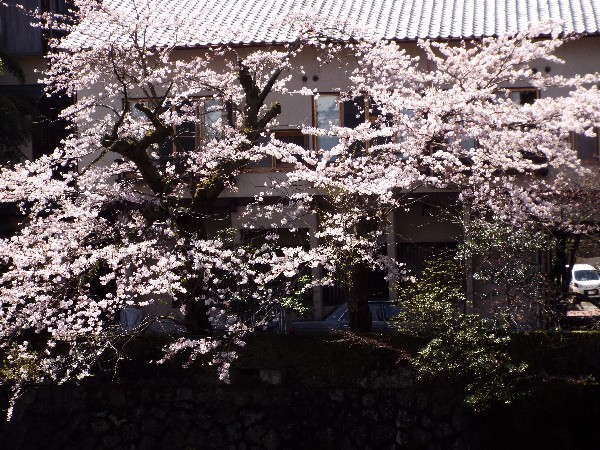 当館前　桜