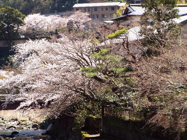 当館前　桜