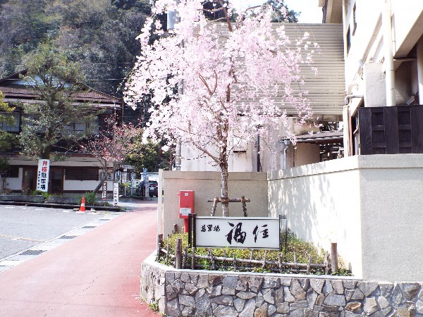 当館前　桜