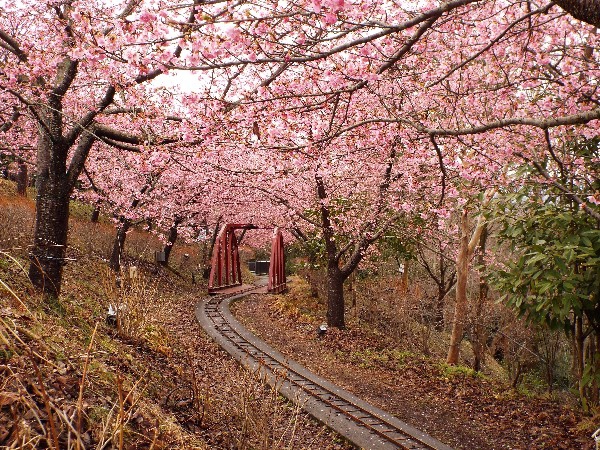 まつだ桜まつり