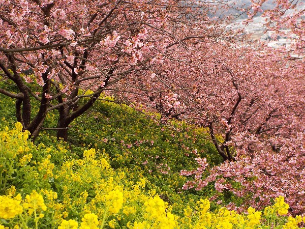 まつだ桜まつり