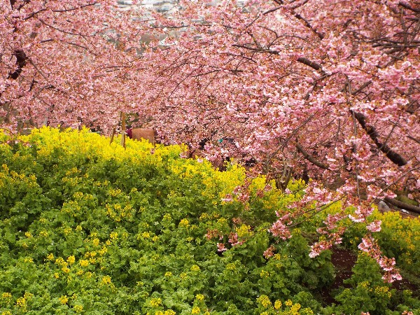 まつだ桜まつり