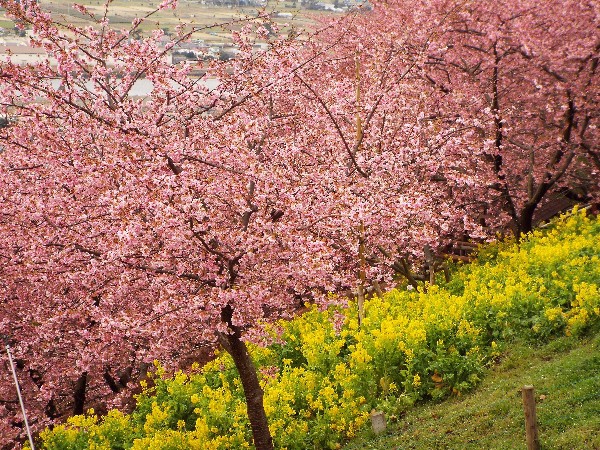 まつだ桜まつり
