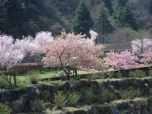 宮城野　桜
