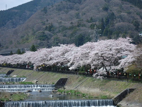 宮城野　桜
