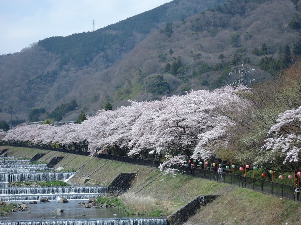 宮城野　桜