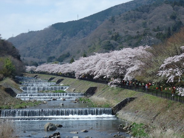 宮城野　桜