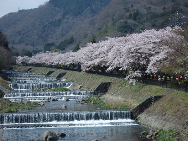 宮城野　桜