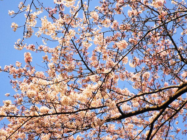 当館前の桜