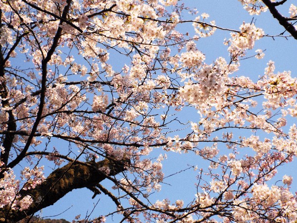 当館前の桜