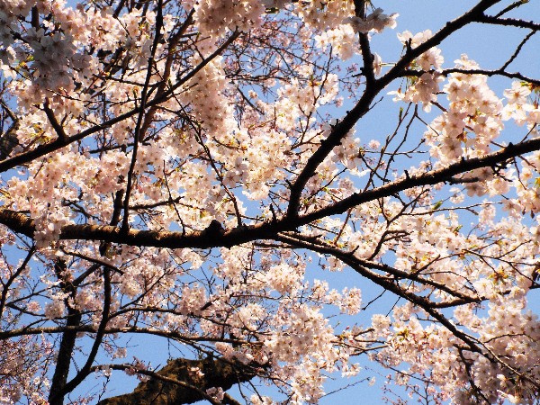 当館前の桜