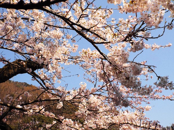 当館前の桜