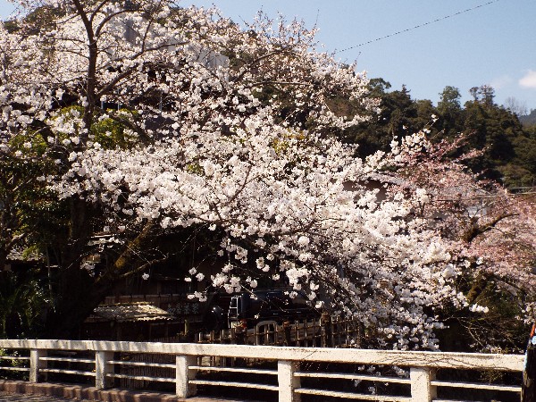 当館前の桜