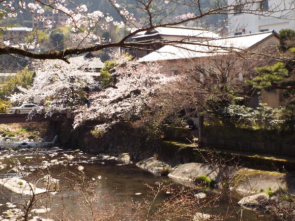 当館前の桜