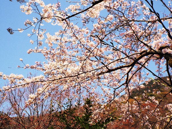 当館前の桜