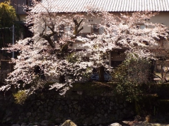 当館前の桜